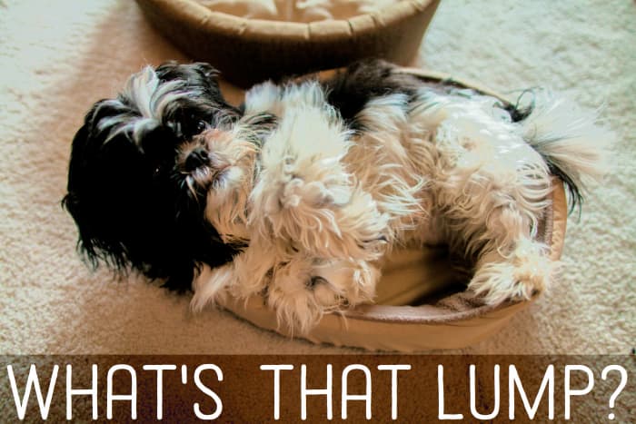 Does your dog have a lump that concerns you? Learn about the types of benign and malignant growths that may develop in a dog's mouth.