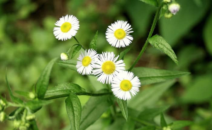 Your smartphone may know. Thanks to the latest apps, identifying flowers, trees, and other plants has gotten easier.