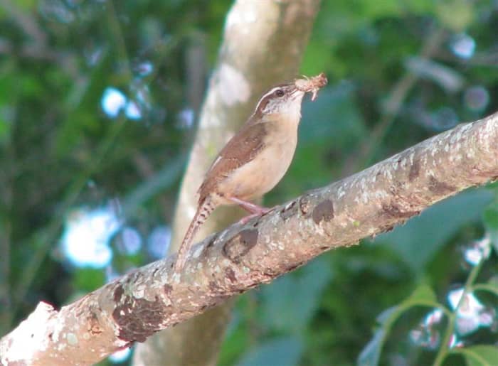 Carolina Wrens eat many insects that attack food crops.
