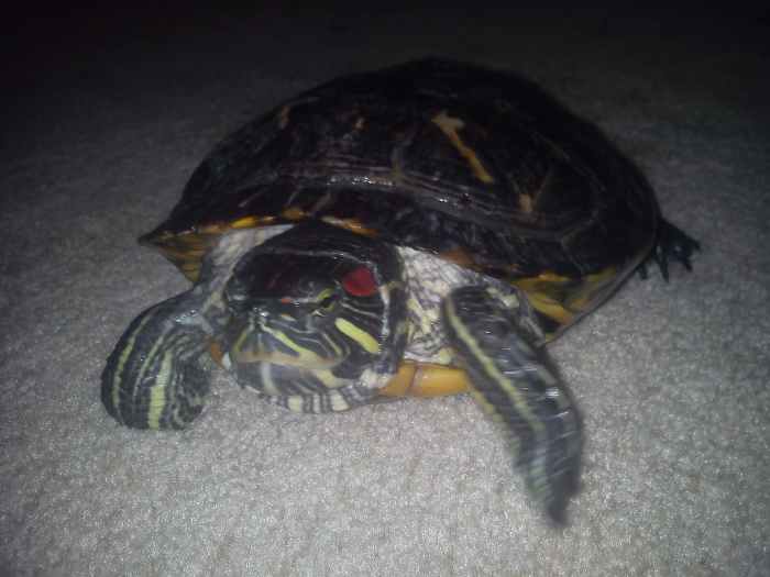 This is my red-eared slider, and, yes, his name is Puppy.