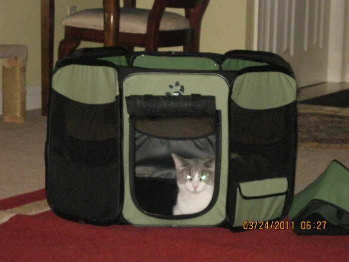Octagon Cat Pen Review (Plus Cross Country Travel/Move Tips) - HubPages
