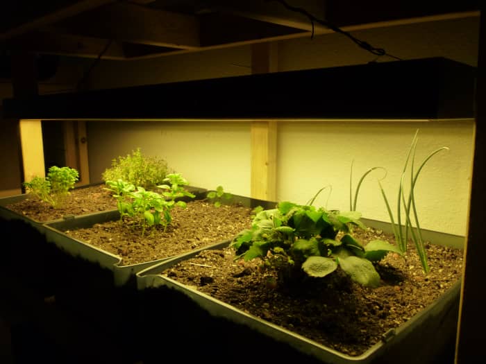 This article will help you create your own indoor garden. (Here we have a small indoor soil garden, powered by a 218 W High Output T5 Lighting Unit.)