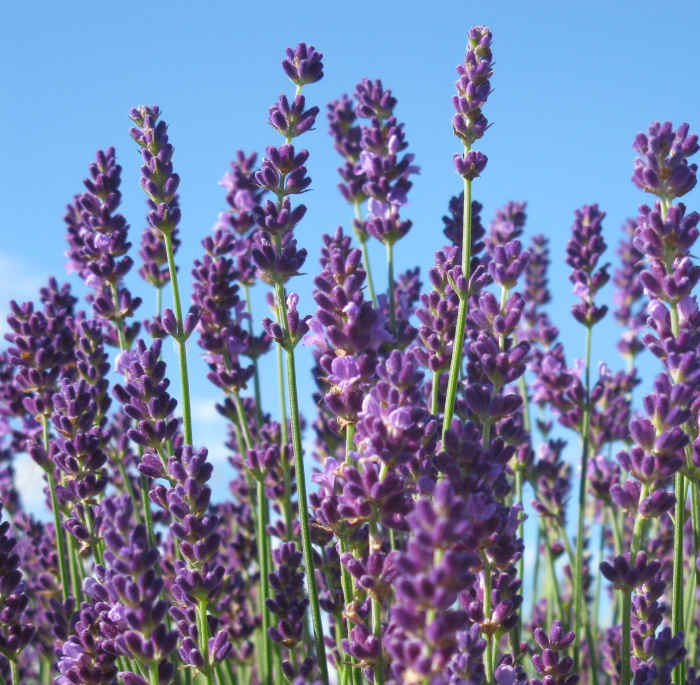 The Best French & English Lavender Varieties to Grow in Zone 5 Dengarden