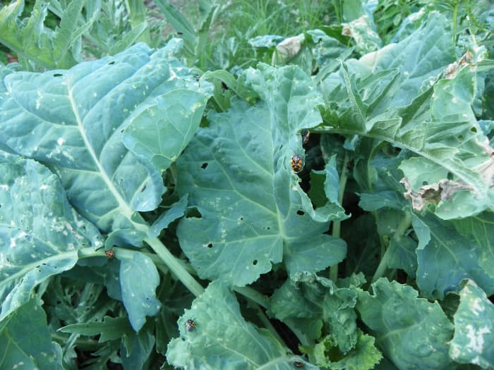 A small colony of Harlequin Bugs making themselves at home on the only three broccoli plants in the garden.