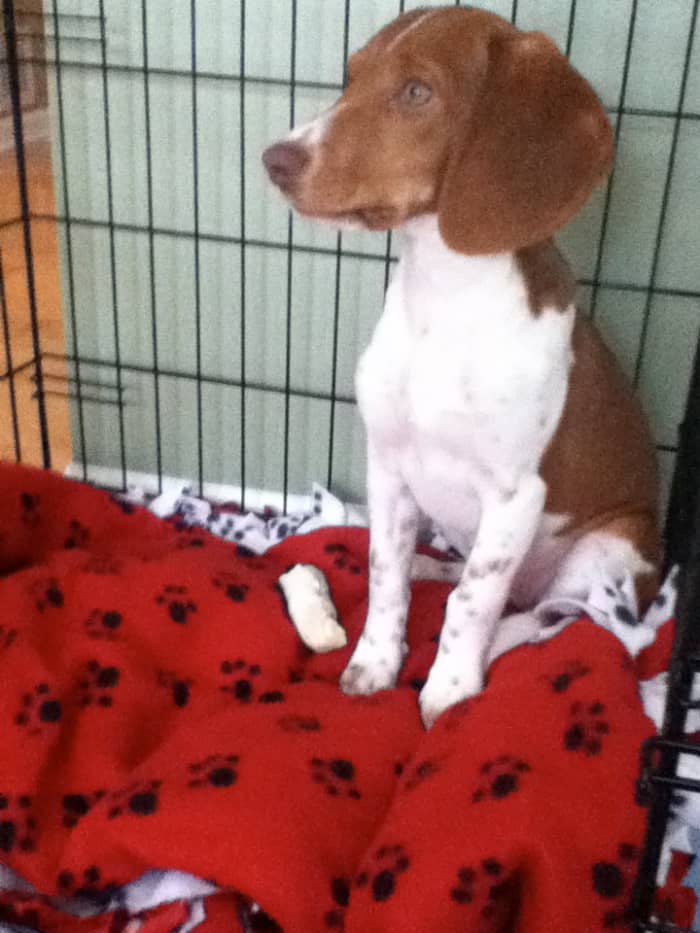 This is our beagle puppy, Ruby. Beagles can be a stubborn breed for puppy training, but with consistency and praise we succeeded in housebreaking our dog!