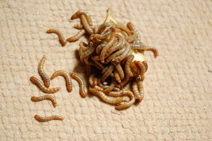 Мучные черви имеют много преимуществ в качестве пищи для леопардовых гекконов.