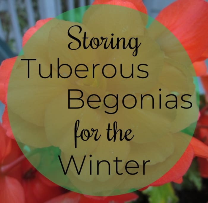 This article will show you how to properly dig up and store the roots of tuberous begonias so that you can easily restart them the following spring.