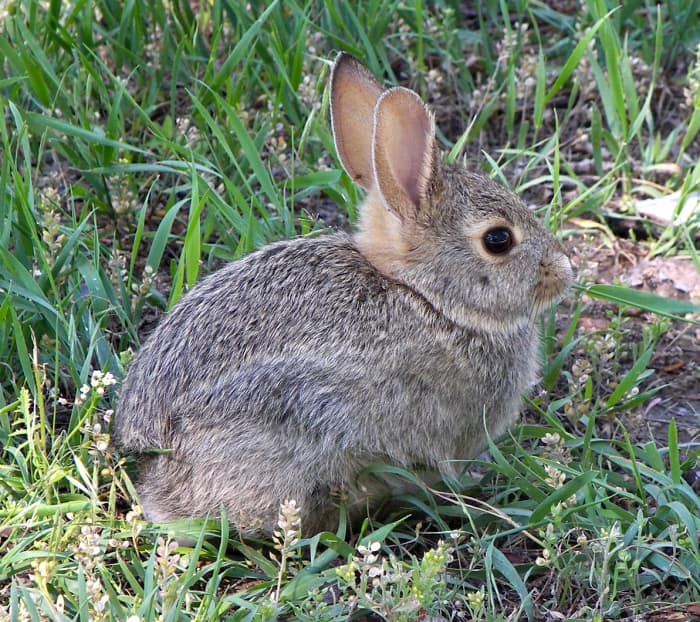 Rabbit in Montana