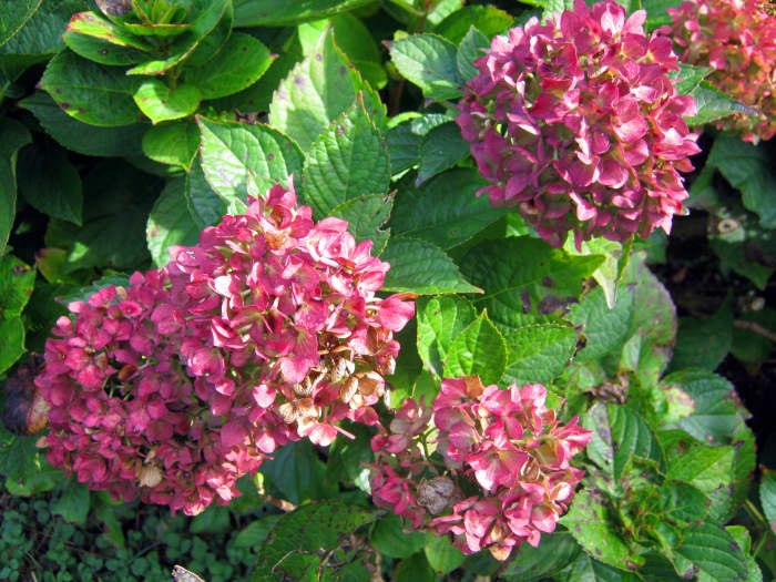 Plant Hydrangeas for Large, Long Lasting Blooms - Dengarden