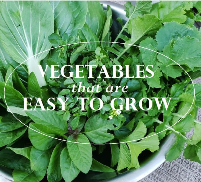 Have fun and enjoy some delicious homegrown food by starting these easy-to-grow veggies in your garden today. Please also keep in mind that growing seedlings requires patience and extra care!