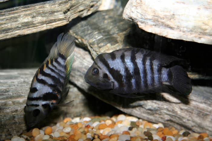 Discover how to successfully keep and breed the striking convict cichlid.