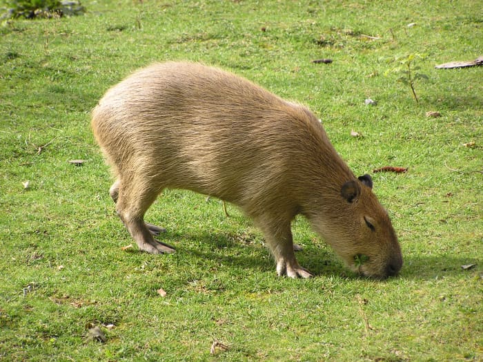 Capybaras: Giant Rodents of South America and Exotic Pets - PetHelpful