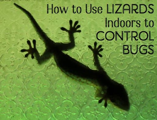 A gecko like this one will eat small insects inside and then head back out through an open window when it cools off.