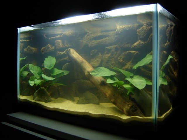 Sand in Aquariums: Benefits of Using Sand in Your Fish Tank - PetHelpful