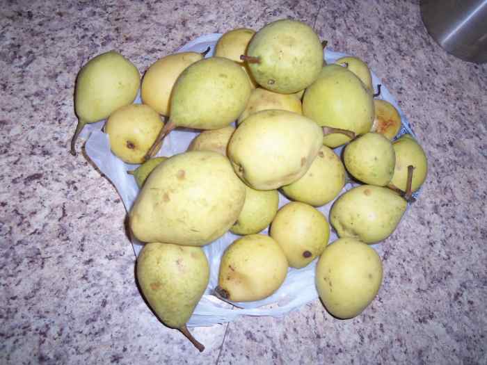 Pears picked from the ground around the tree.