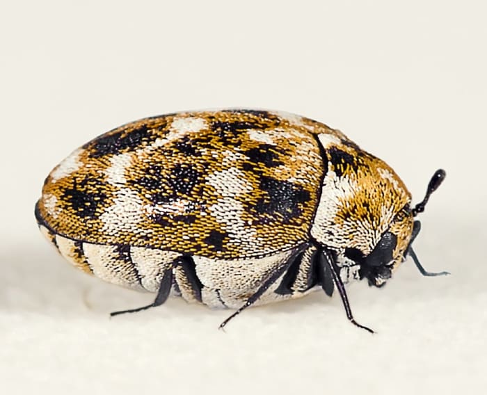 This is an adult varied carpet beetle. The larvae destroy carpets.