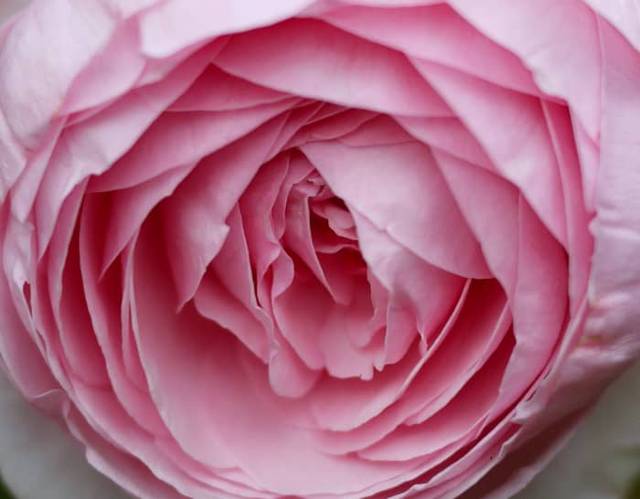 Flowers are a Good Idea too. Don't forget that flowers are just about as good as writing a get well letter.
