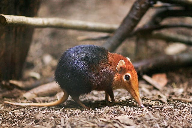Black and rufous elephant shrew (one of the giant elephant shrews)