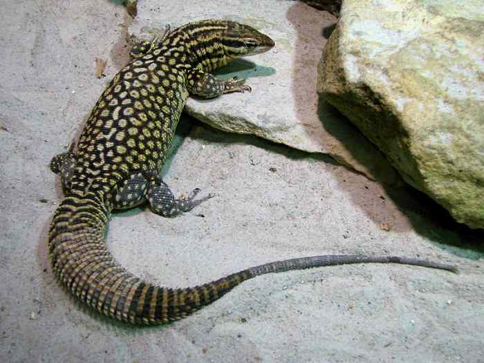 The 5 Best Pet Monitor Lizard Species PetHelpful