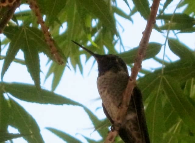 A hummingbird in our front yard tree. My husband was surprised this bird sat for as long as he did for pictures!