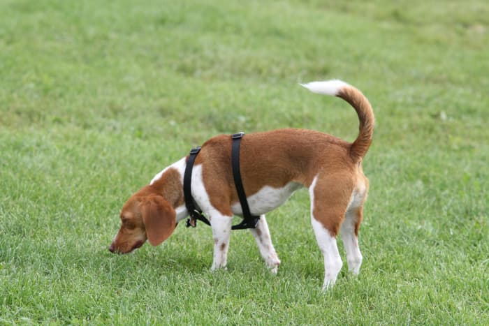 A Beagle's sense of smell involves not only its nose, but its ears, legs, neck, and even the tail.
