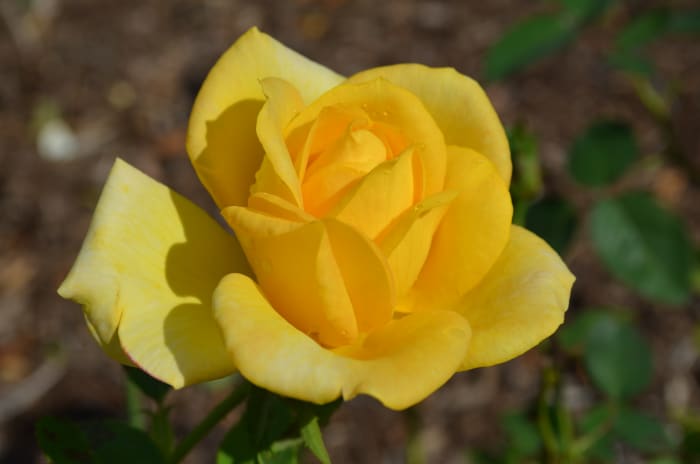 This lovely flower brings so much joy to the senses! Imagine how it smells!