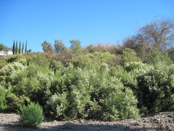 This is an established clump of coyote brush in bloom. Just in front of it is a new plant, probably produced from one of the seeds from that clump. What's amazing is that there's only one.