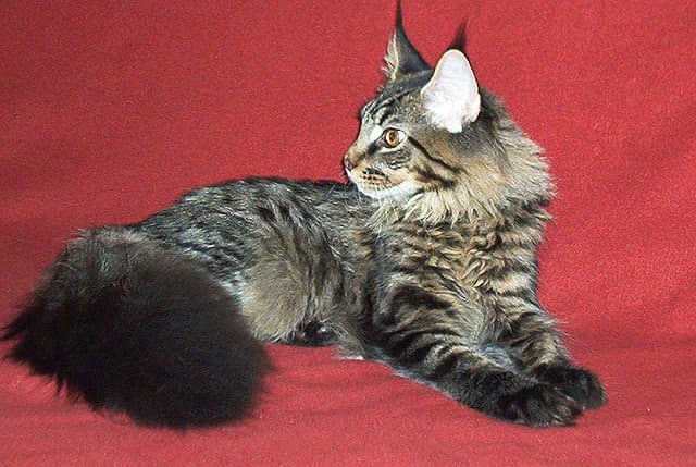 Even at the young age of six months, this Maine Coon cat is already a big, big kitty.