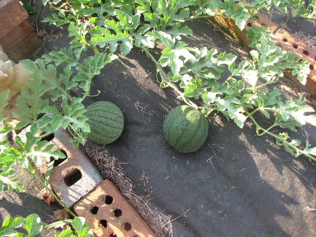 planting watermelon seedlings