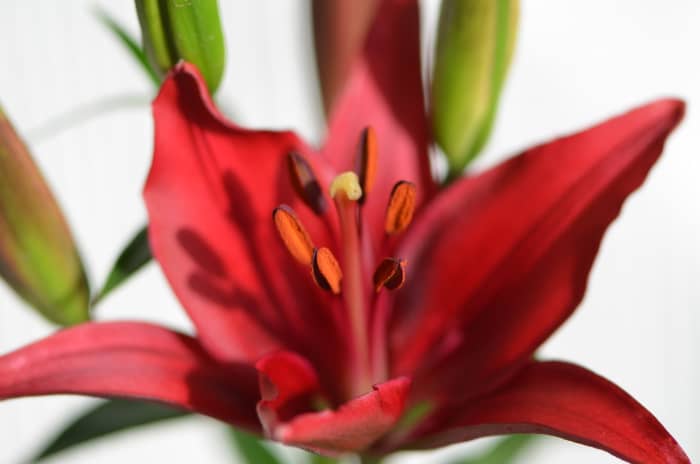 Red lilies are always a knock out! The red against its contrasting color of green will always be an amazing color combination in the garden.