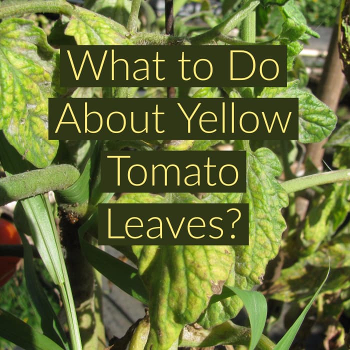 7 Causes & Cures of Yellow Leaves on Tomato Plants Dengarden