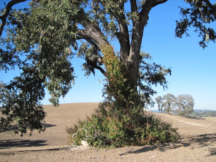 Poison oak and oaks are often found together. You can see poison oak at the base and climbing the trunk of this white oak tree in Paso Robles, California.