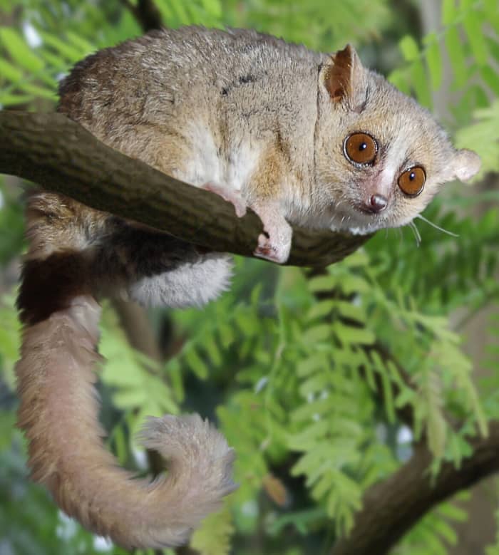 The grey (gray) mouse lemur, or Microcebus murinus