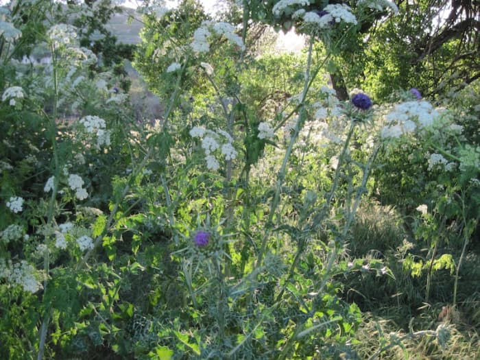 Milk thistle and poison hemlock growing together, as they often do.