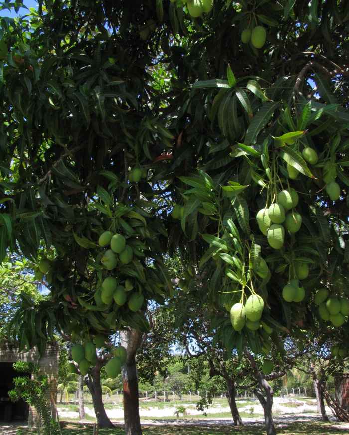 Too Many Mangoes? Ideas to Help You Use Them Delishably