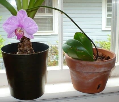 After having lost all its roots and later, all its leaves, I was able to bring this Phalaenopsis back from the brink. Early this spring, it rewarded me with a single flower.