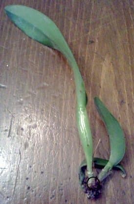 One of the rootless Rlc. Ports of Paradise plants. Since I bought it four days ago, it has already started growing a new leaf (too small to see, circled in black).