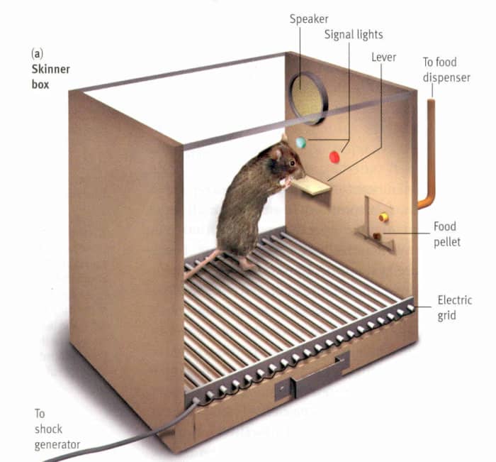 This is a mouse getting a piece of food in a Skinner's Box scenario. This is also you playing an addictive video game. You just don't realize it yet.