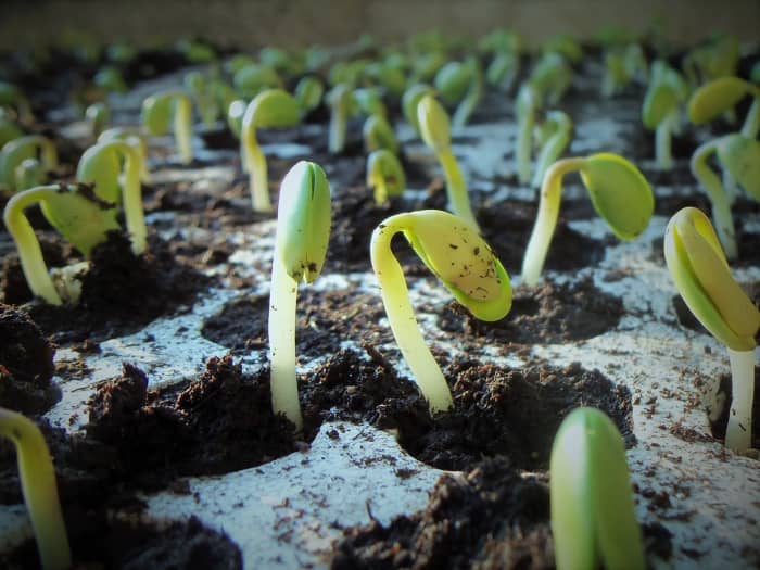 science-project-how-does-salt-affect-seed-germination-owlcation