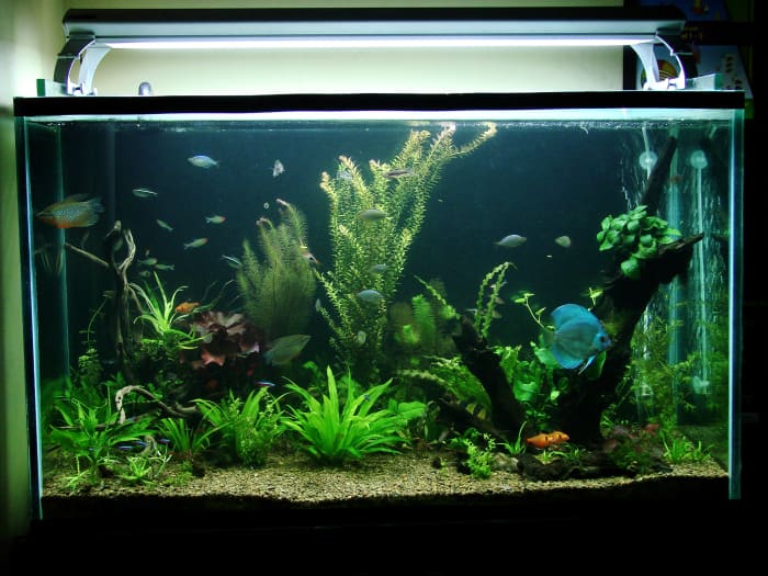 I approached this tank with a view to keep discus fish as the primary showpiece. The rest of the fish were chosen for their compatibility with discuses.