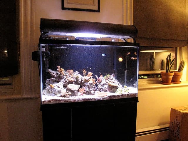 Who doesn't love a black aquarium background. This photo is an example of how a painted background aquarium looks with water.