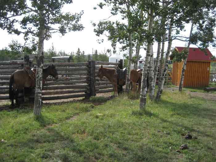 About Equine Crosses, Mules, and Other Hybrids PetHelpful