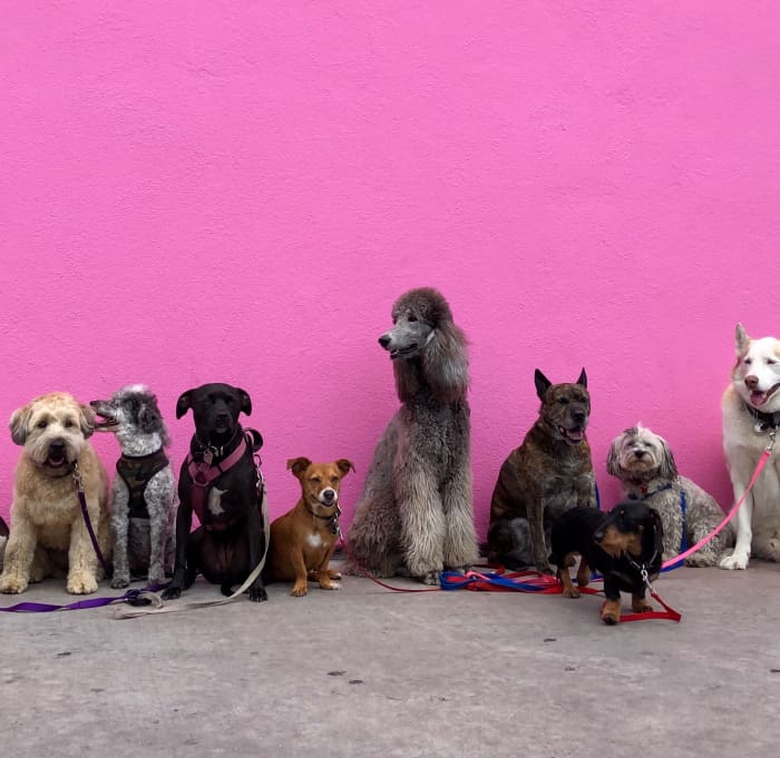 Which is better for you: a big or a small dog?