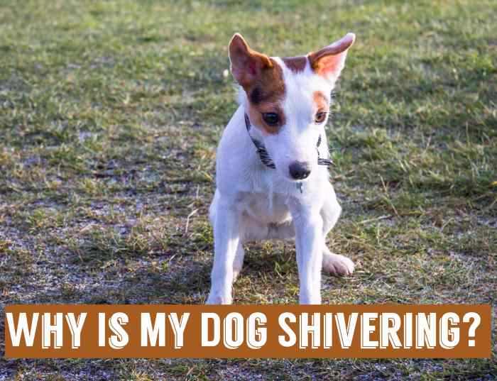 Causes of Shivering and Lethargy in Dogs and What to Do PetHelpful