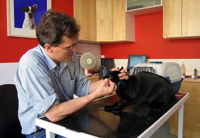 Proper diet combined with expert professional care will help your cat with feline stomatitis feel better quicker.