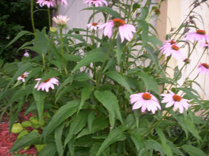 How To Grow Coneflowers Echinacea Dengarden 8911