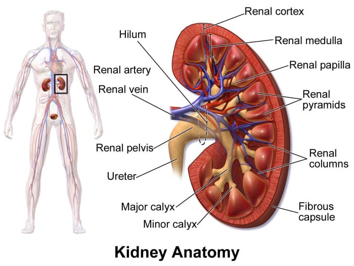 Urea is produced from amino acid breakdown. It's removed from the blood by the kidneys and then sent through the ureters to the urinary bladder to be excreted.
