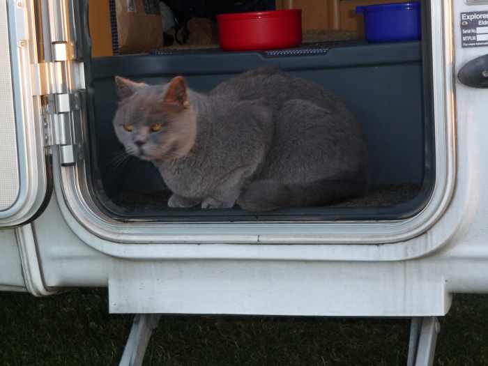 Can You Take Your Cat in Mobile Homes and Motorhomes? PetHelpful