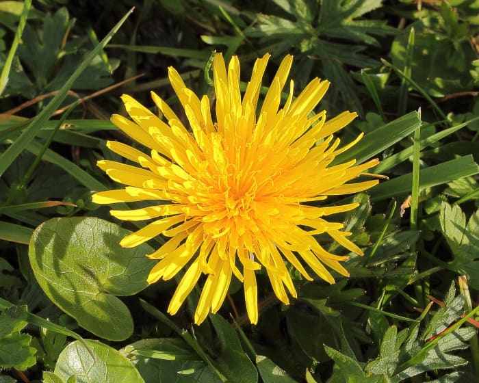 A common dandelion flower