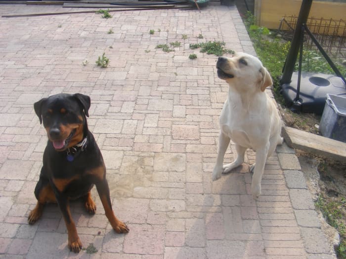 Why isn't behavior modification working for your dog's aggressive behavior? Following are common mistakes.